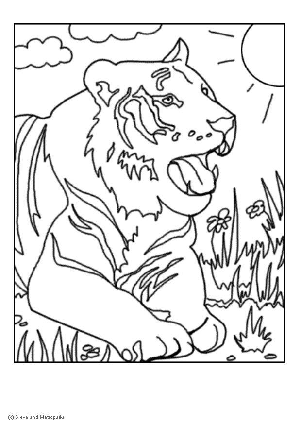 Malvorlage  tiger