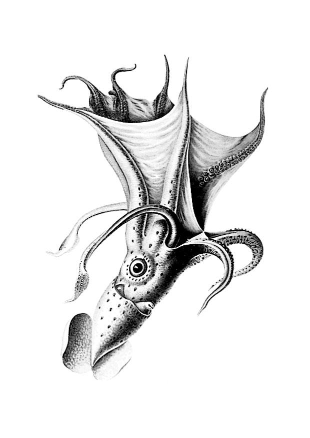 Malvorlage  tintenfisch