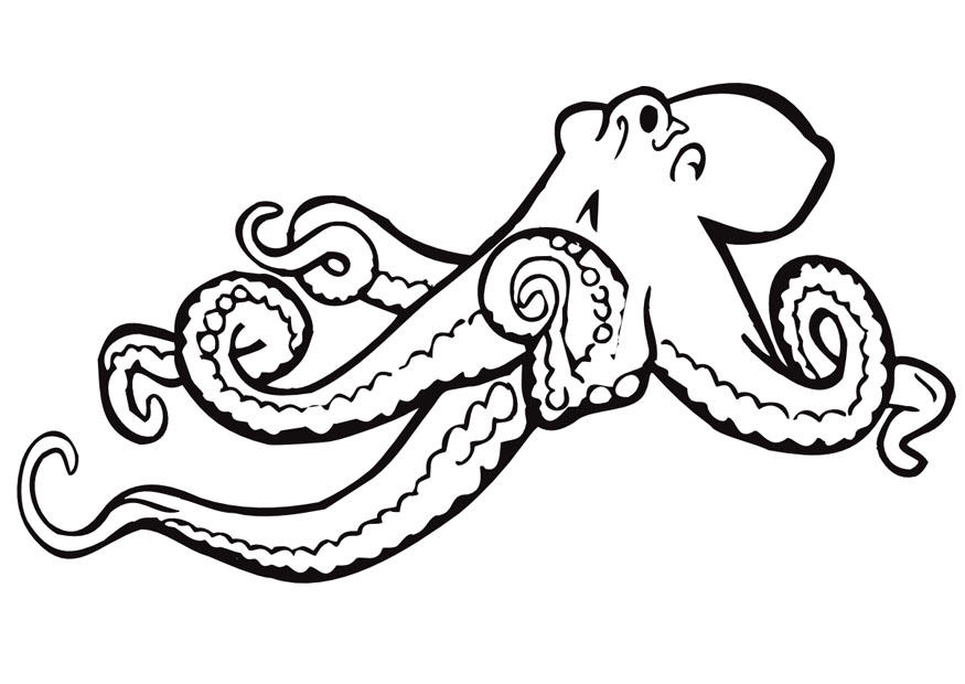 Malvorlage  tintenfisch
