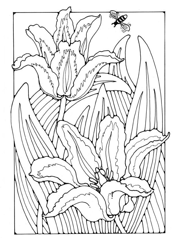 Malvorlage  tulpen