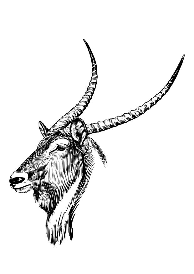 Malvorlage  wasserbock