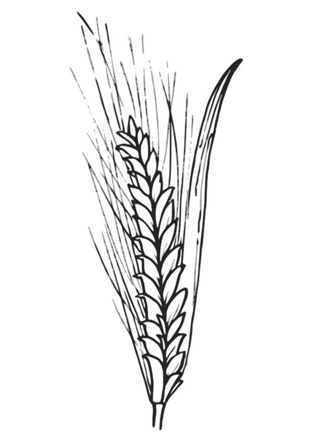 Malvorlage  weizen