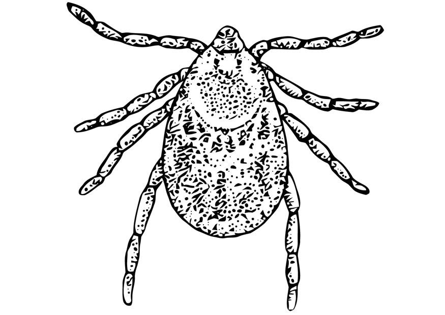 Malvorlage  zecke
