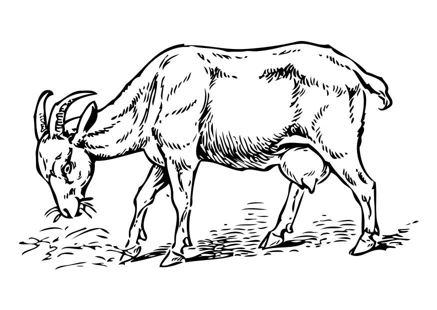 Malvorlage  ziege