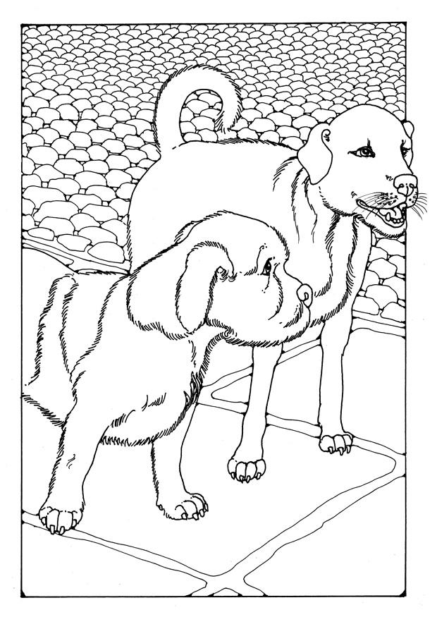 Malvorlage  zwei hunde