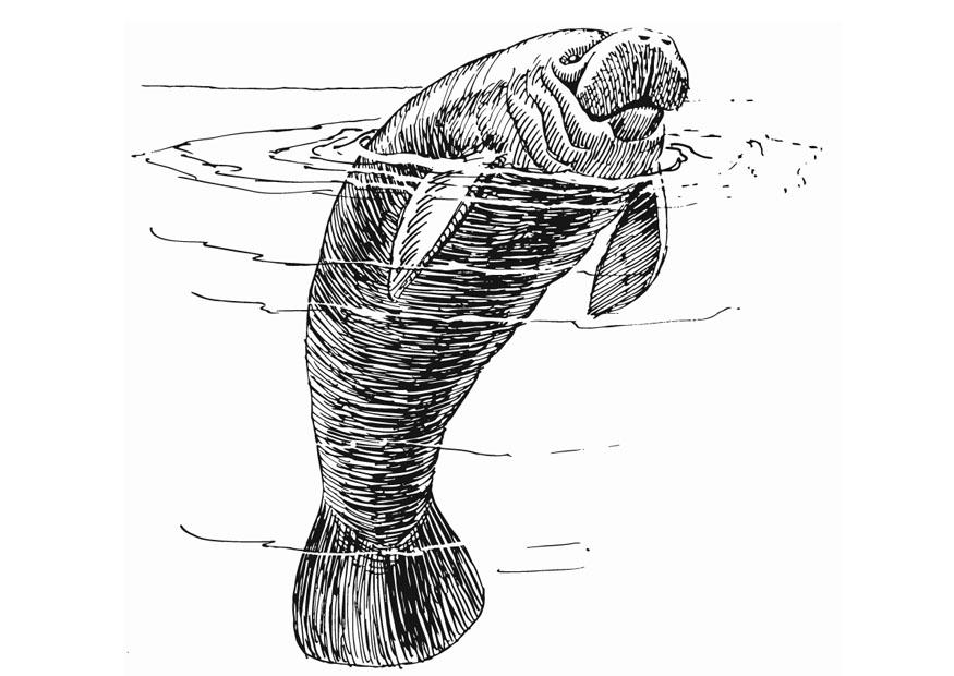 manatis Malvorlage manatis