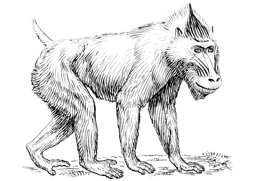 mandrill Malvorlage mandrill