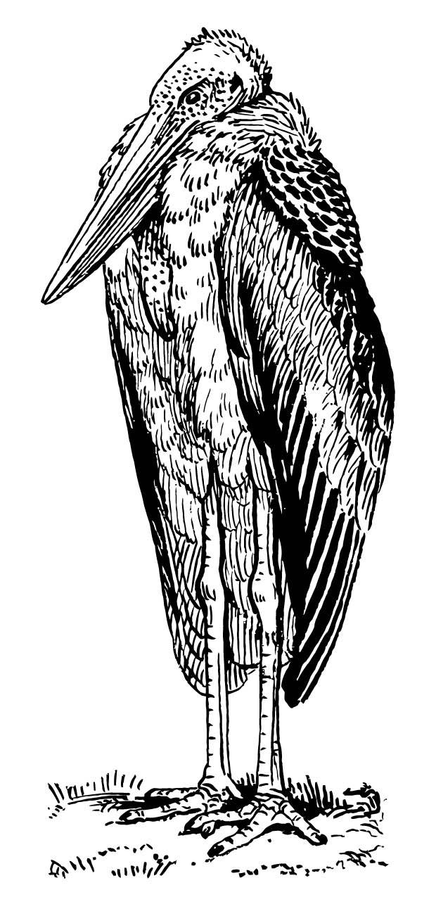 marabou Malvorlage marabou