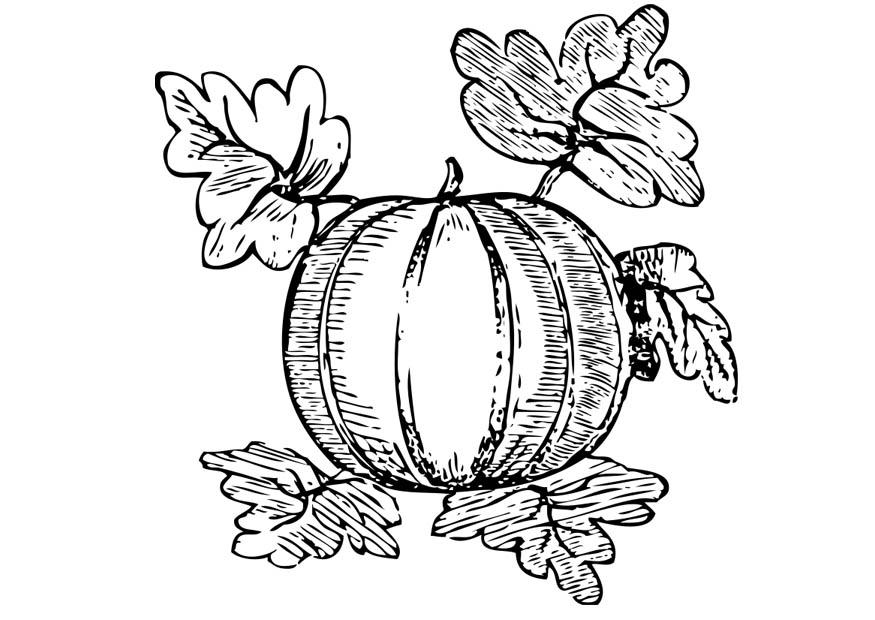 melone Malvorlage melone