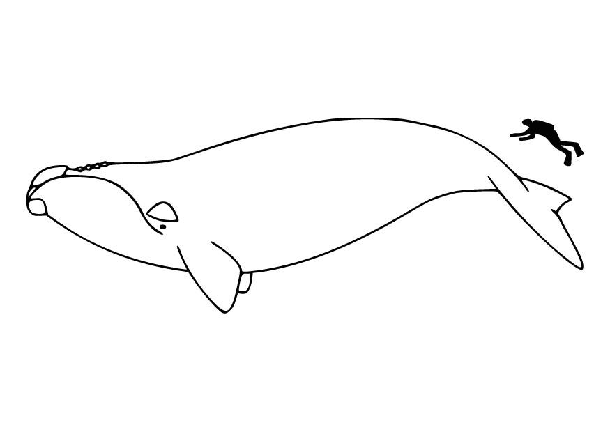 mensch und walfisch Malvorlage mensch und walfisch