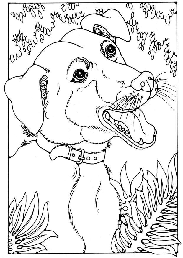 mischlingshund Malvorlage mischlingshund