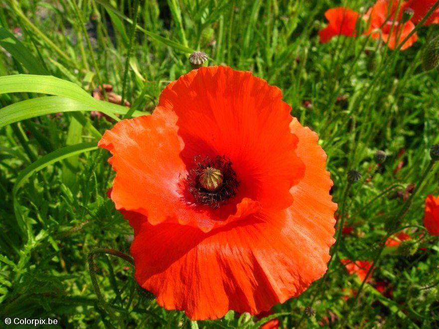 mohn 2 Foto mohn 2