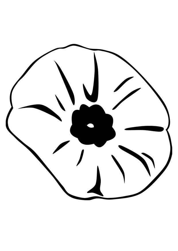 Malvorlage mohnblume