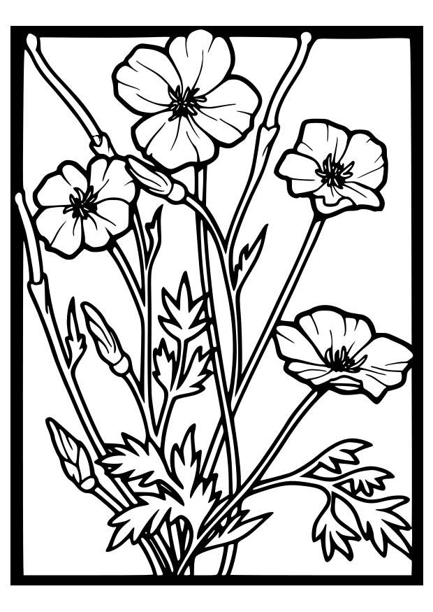 mohnblumen Malvorlage mohnblumen