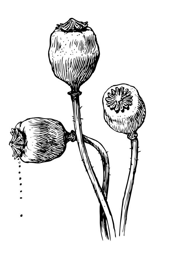 mohnblumensaad Malvorlage mohnblumensaad