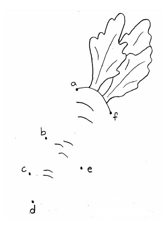 mohrrA¼be - buchstaben Malvorlage mohrrA¼be - buchstaben