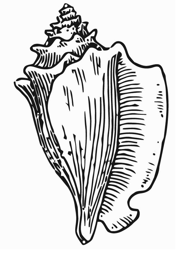 muschel Malvorlage muschel