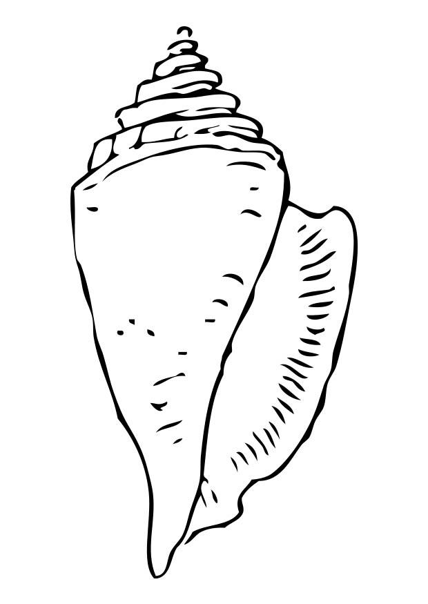 muschel Malvorlage muschel