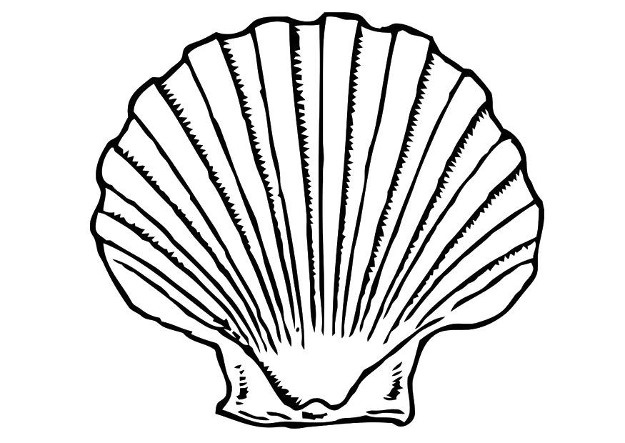 muschel Malvorlage muschel
