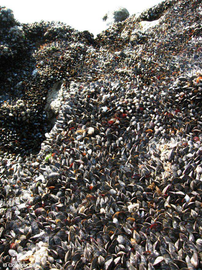 muscheln 1 Foto muscheln 1