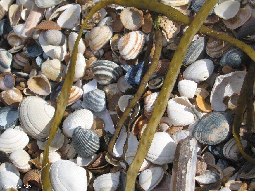 Foto muscheln 1