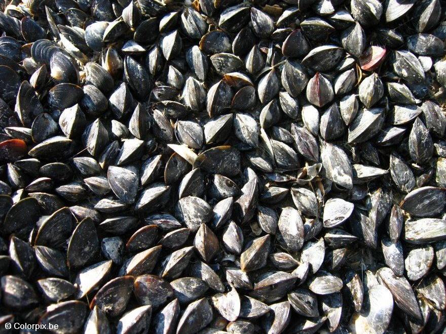 muscheln 3 Foto muscheln 3