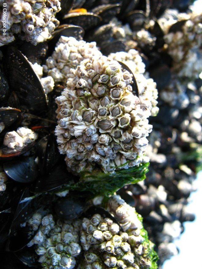 muscheln Foto muscheln