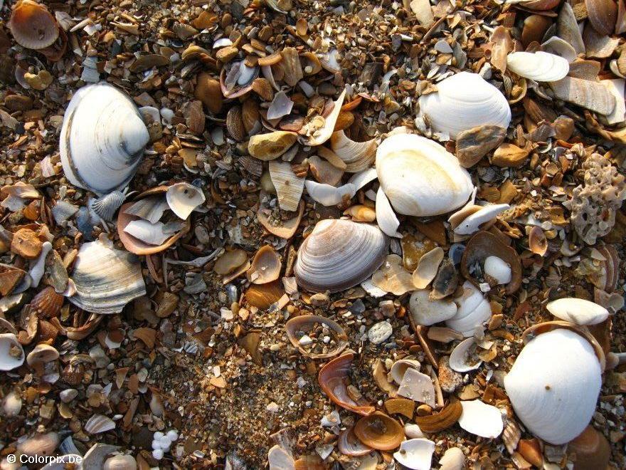 muschelschalen Foto muschelschalen