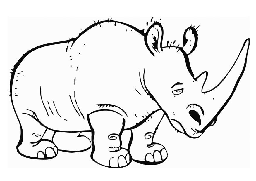 nashorn Malvorlage nashorn