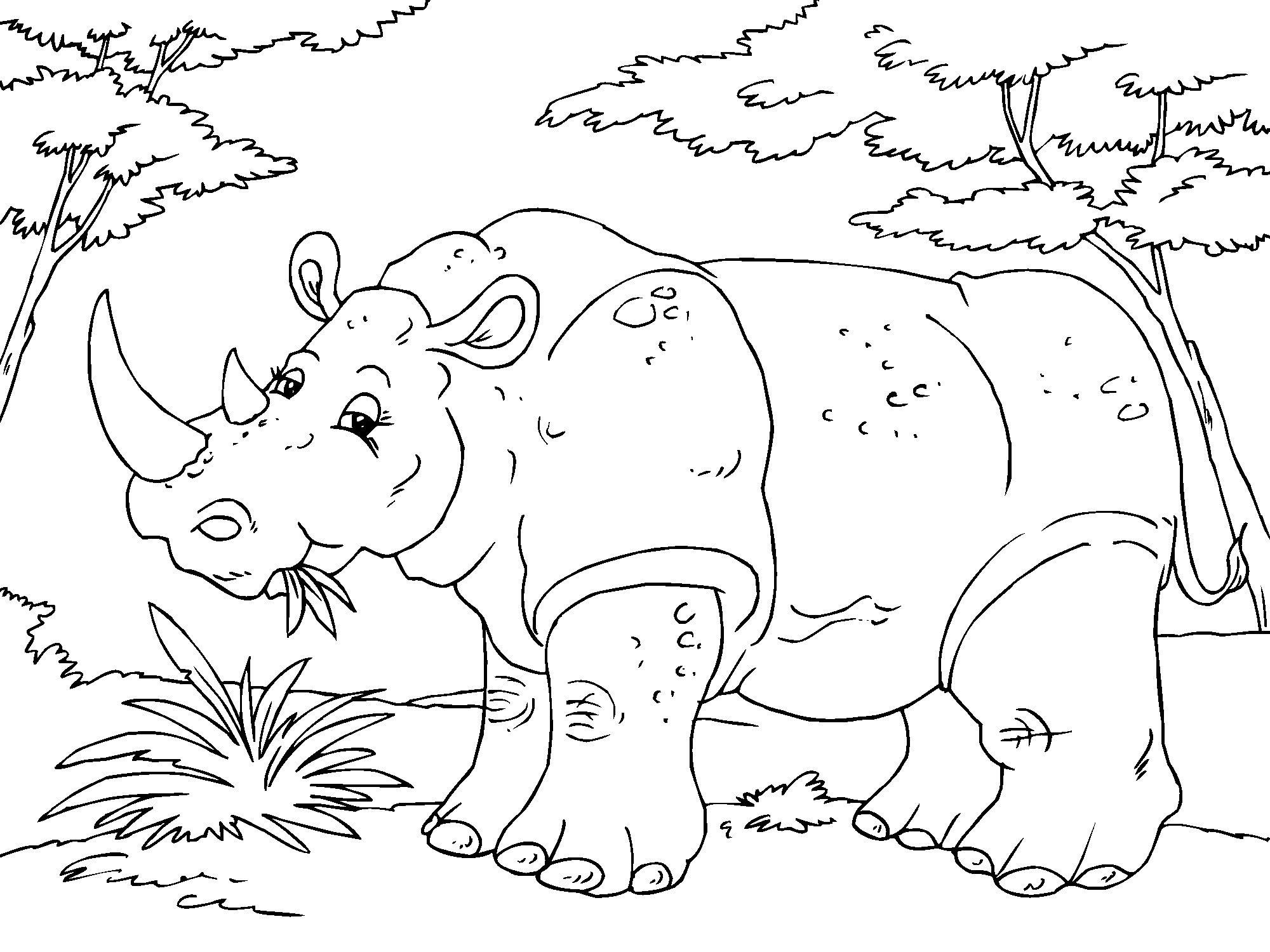 Malvorlage nashorn