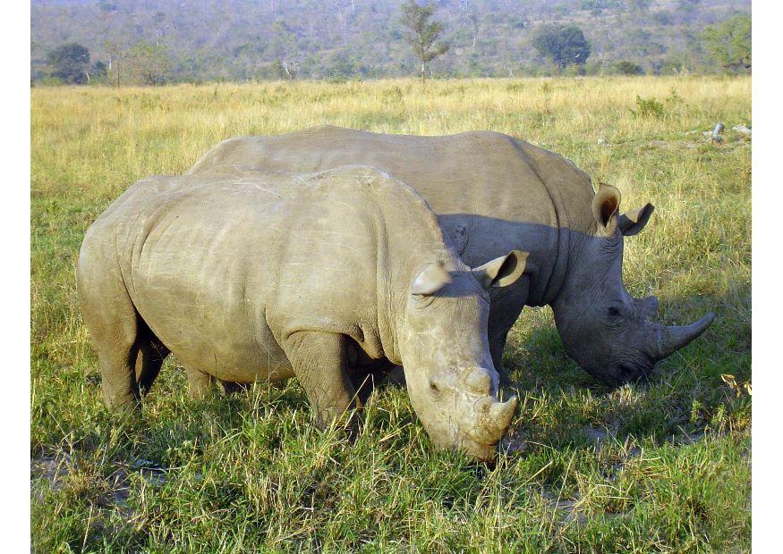 nashorn Foto nashorn