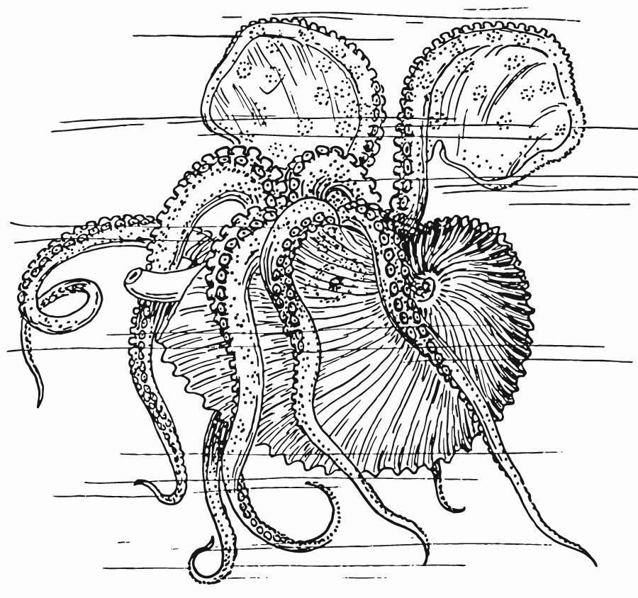 nautilus - tintenfisch Malvorlage nautilus - tintenfisch