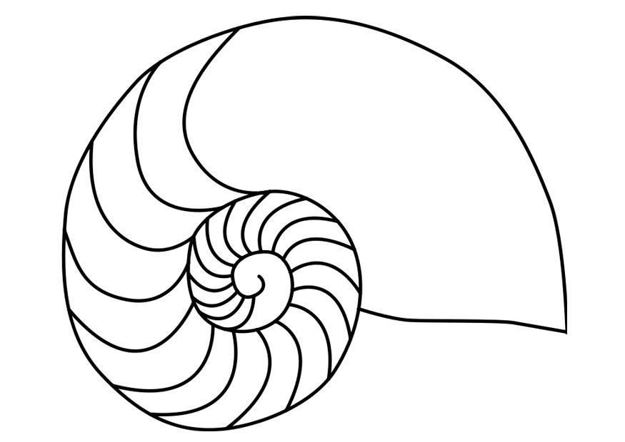 nautilus weichtier tintenfisch Malvorlage nautilus weichtier tintenfisch