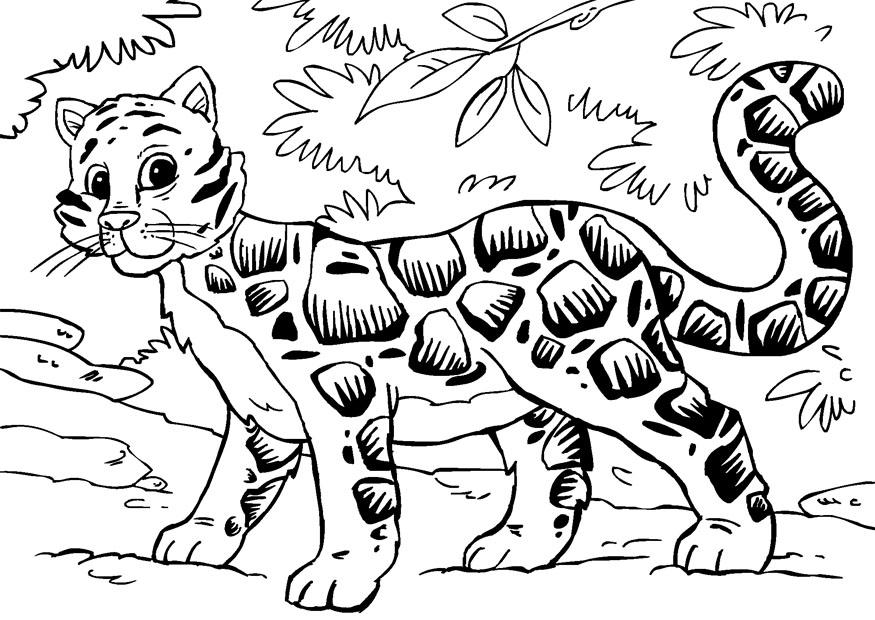 nebelleopard Malvorlage nebelleopard