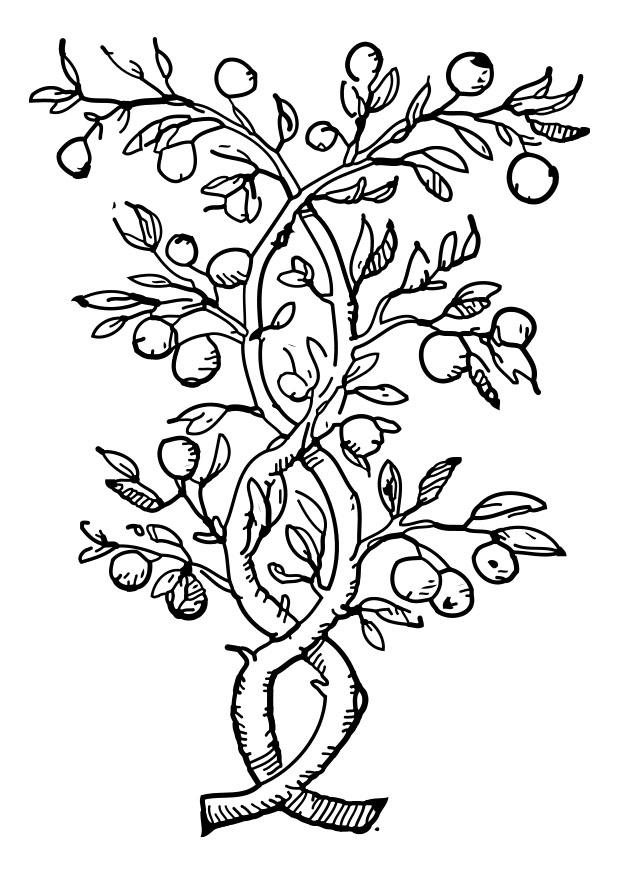 obstbaum Malvorlage obstbaum