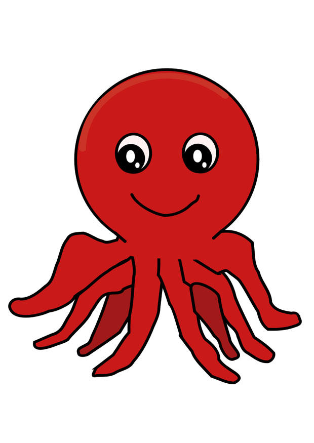 oktopus Bild oktopus