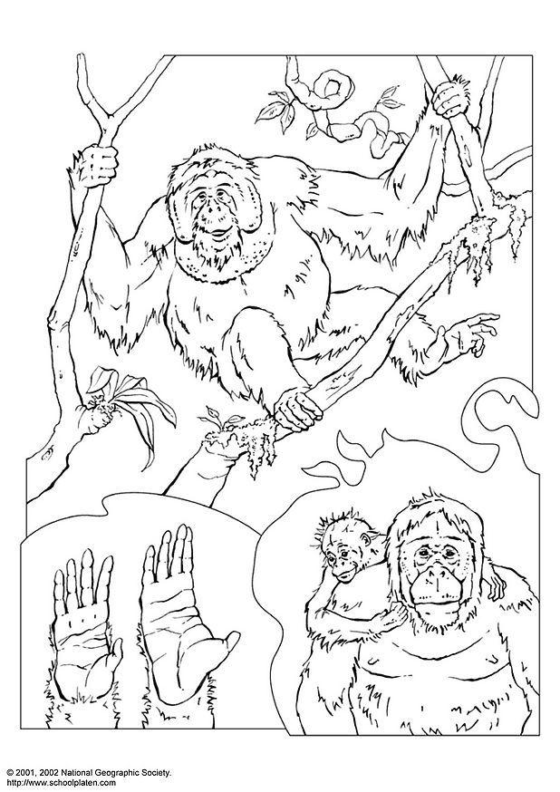 orang-utan Malvorlage orang-utan