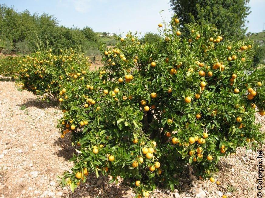 orangenbaum Foto orangenbaum