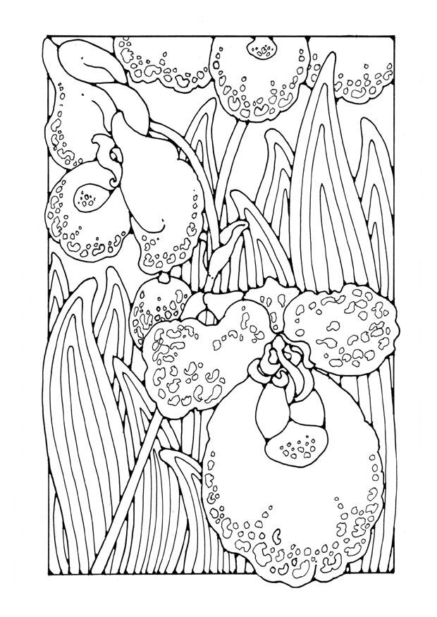 orchidee Malvorlage orchidee