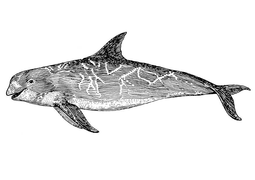 orka Malvorlage orka