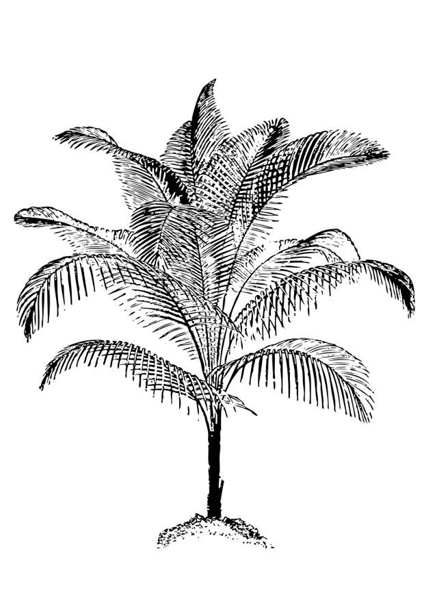 palme Malvorlage palme