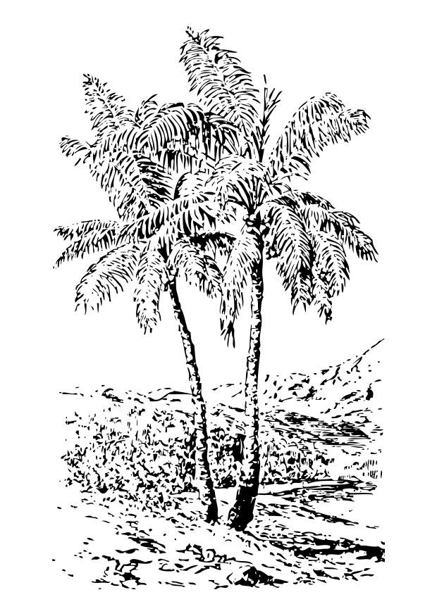 palme Malvorlage palme