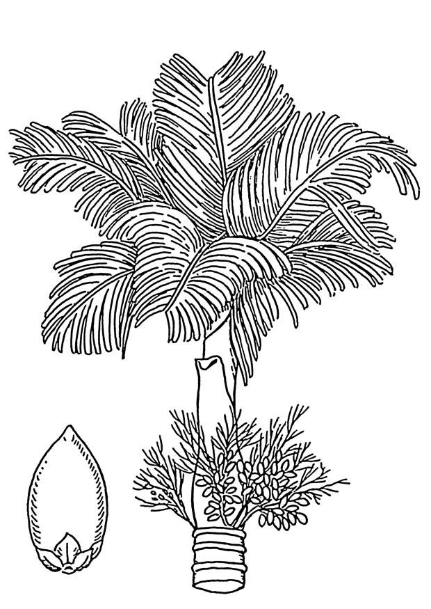 Malvorlage palme - betelpalme und betelnuss