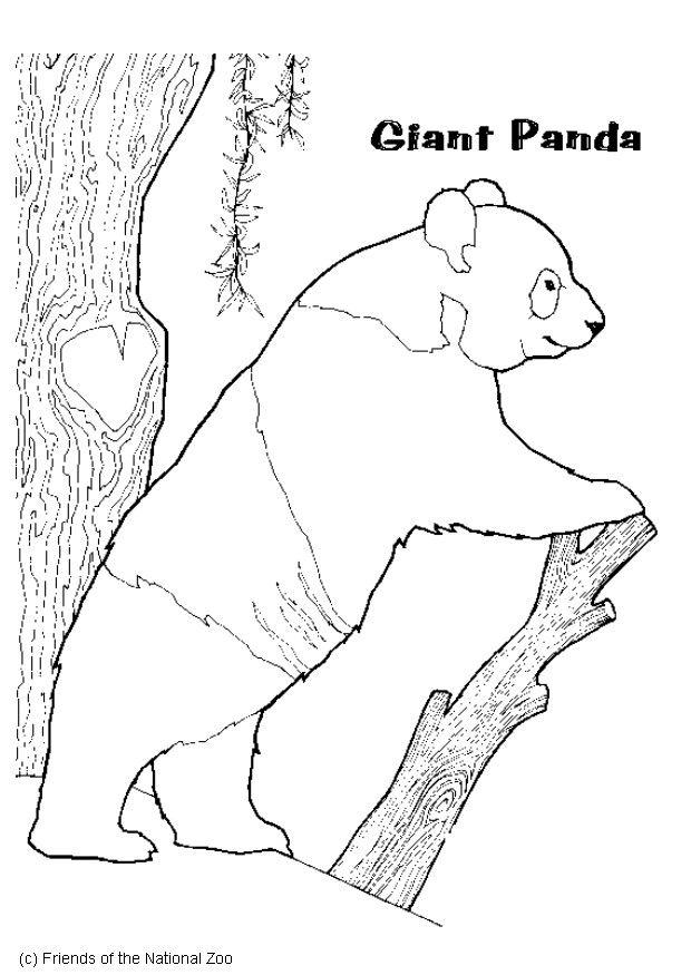 Malvorlage panda