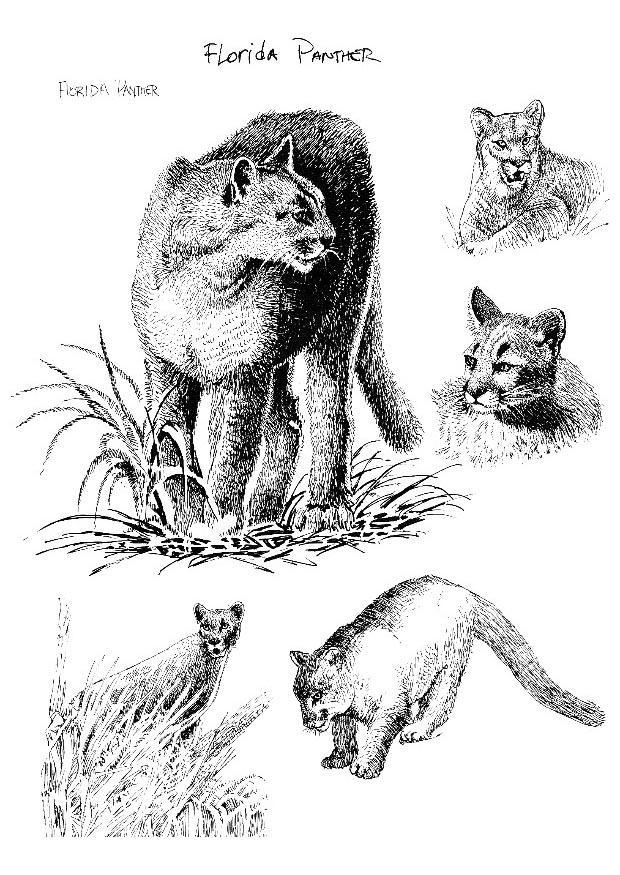 Malvorlage panther