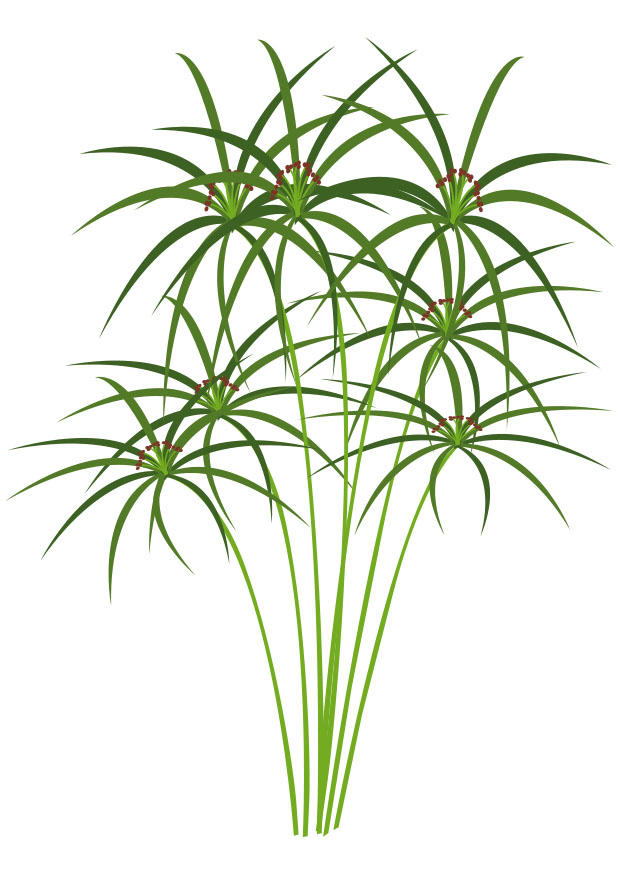 papyrus Bild papyrus