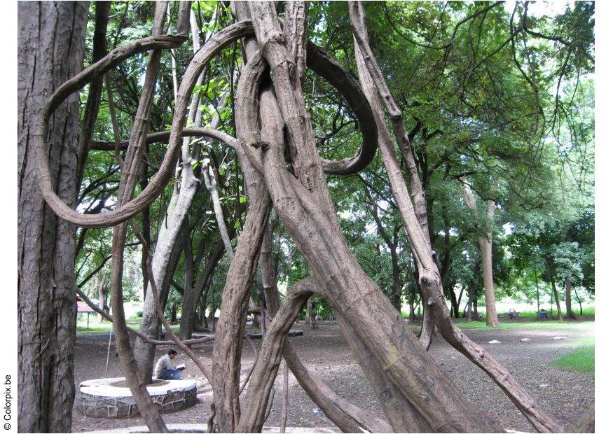 park puna Foto park puna