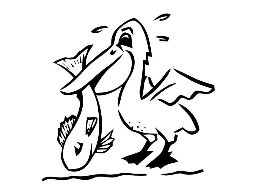 pelikan mit fisch Malvorlage pelikan mit fisch
