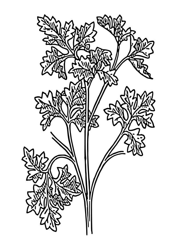petersilie Malvorlage petersilie