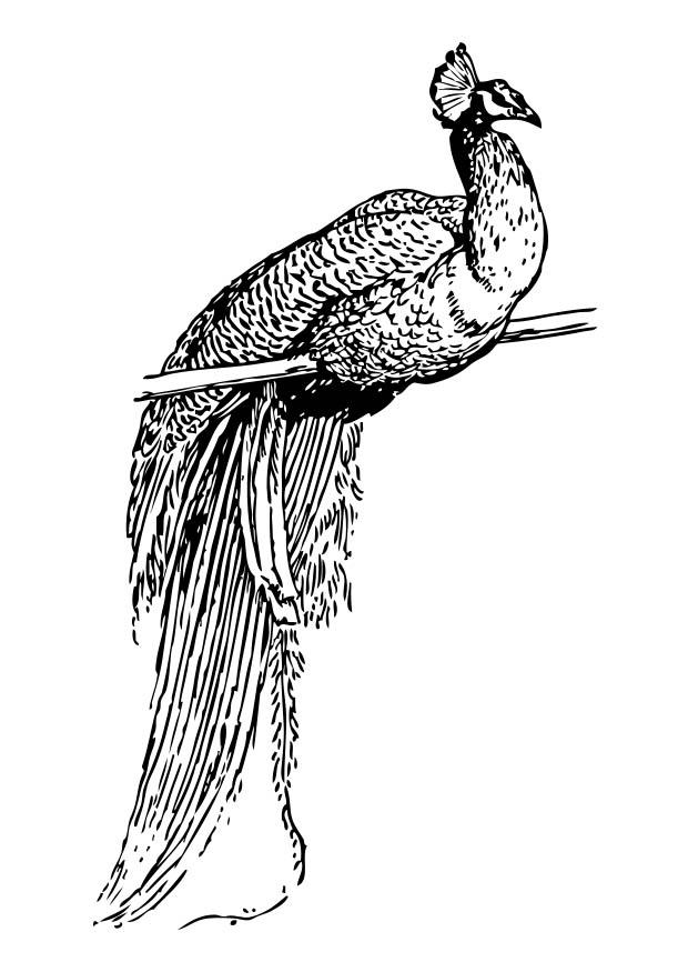 pfau Malvorlage pfau